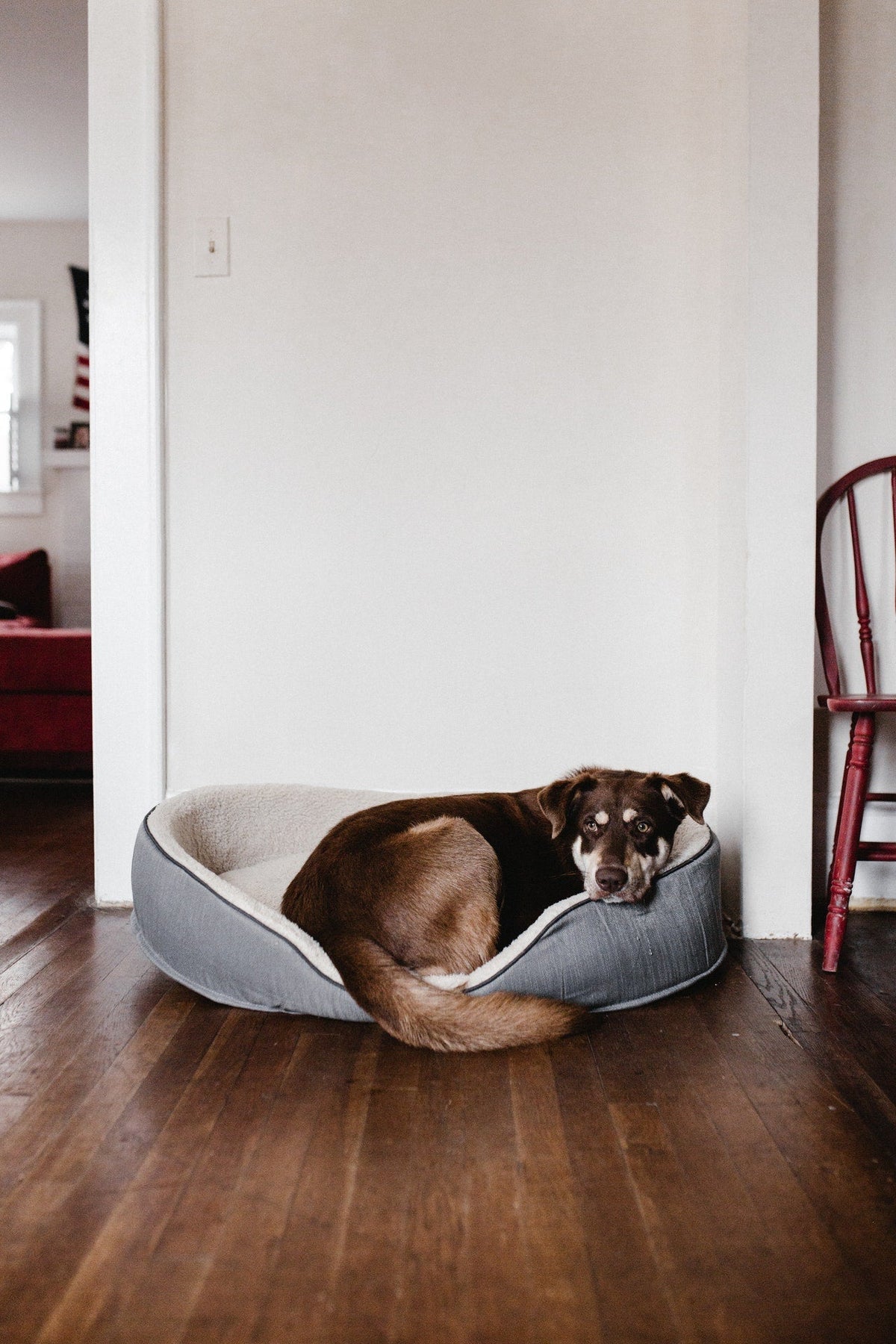 Pet Beds & Crates