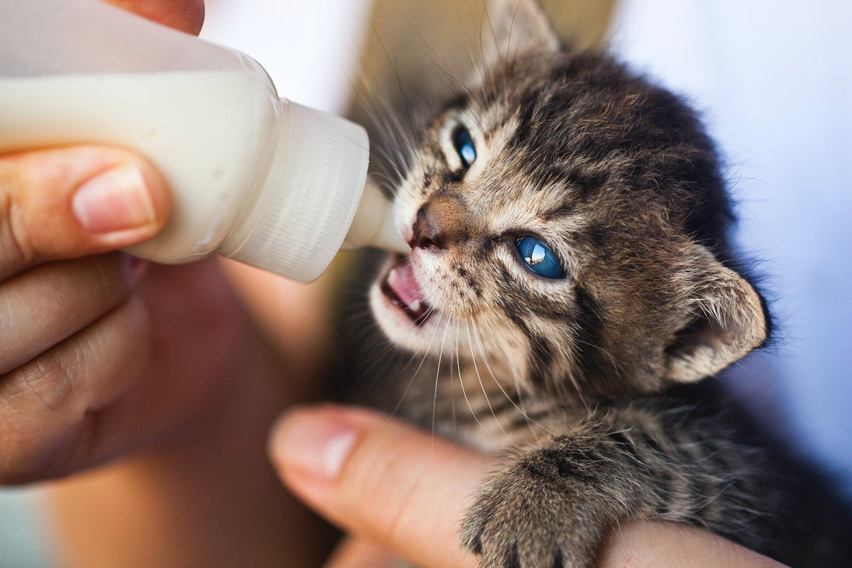 Pet Care Essentials